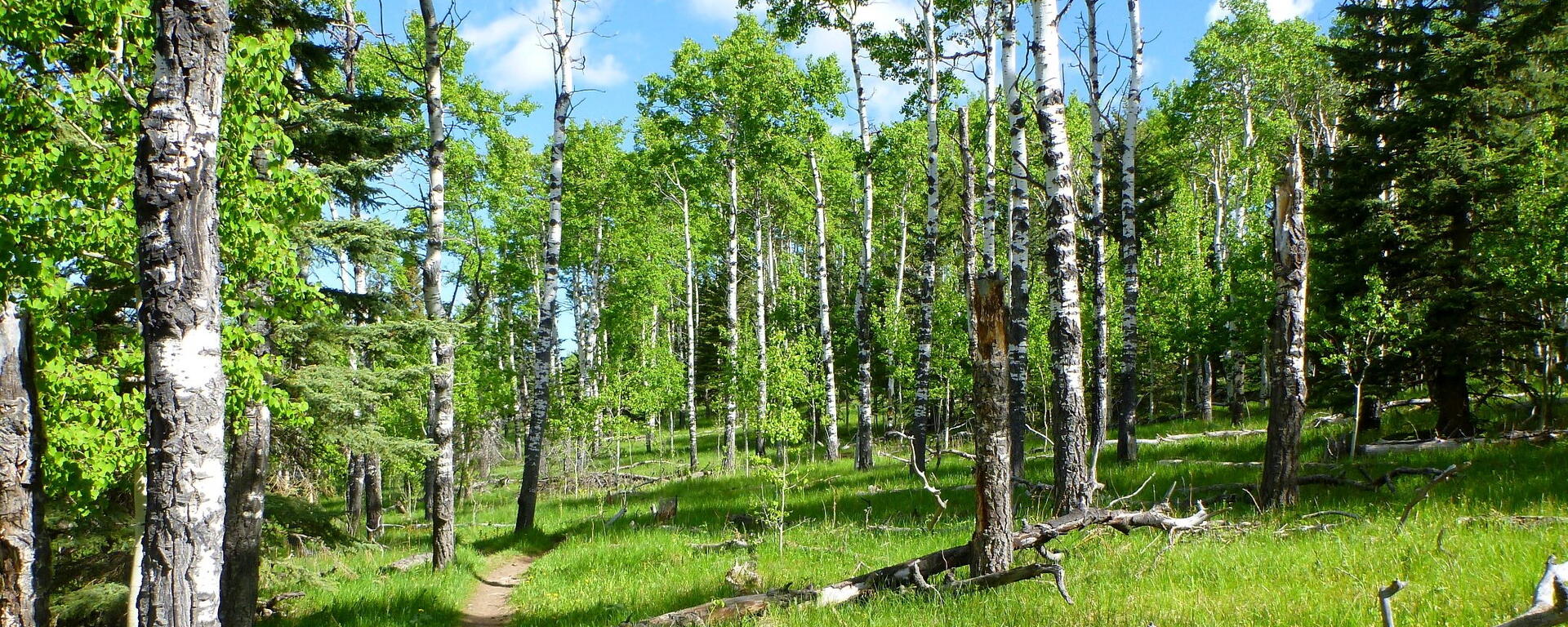 aspen forest with bright spring greens