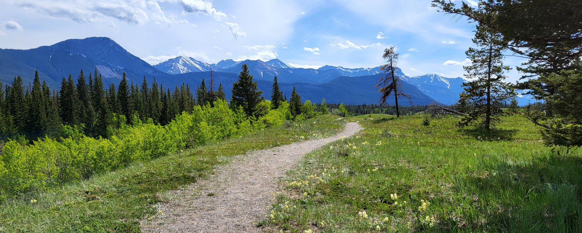 path winding through flowery meadow with mountain range behind