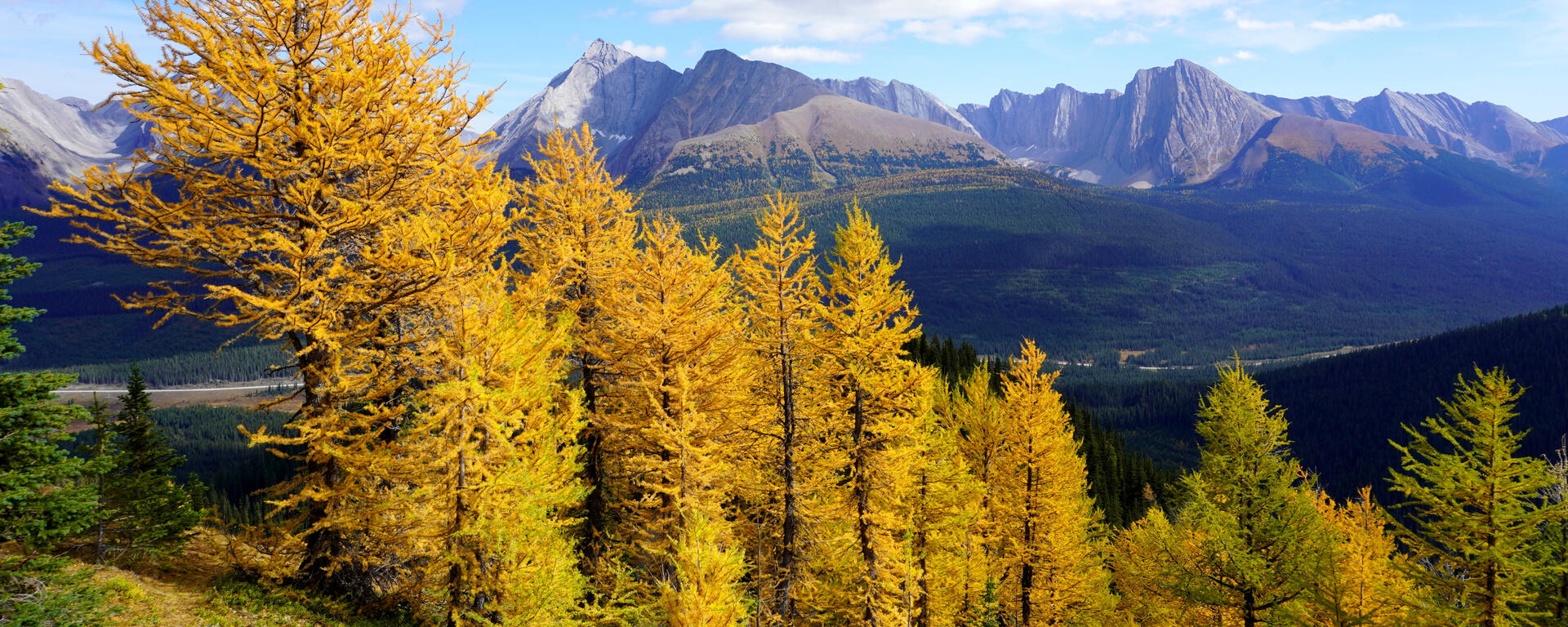 larch and mountains