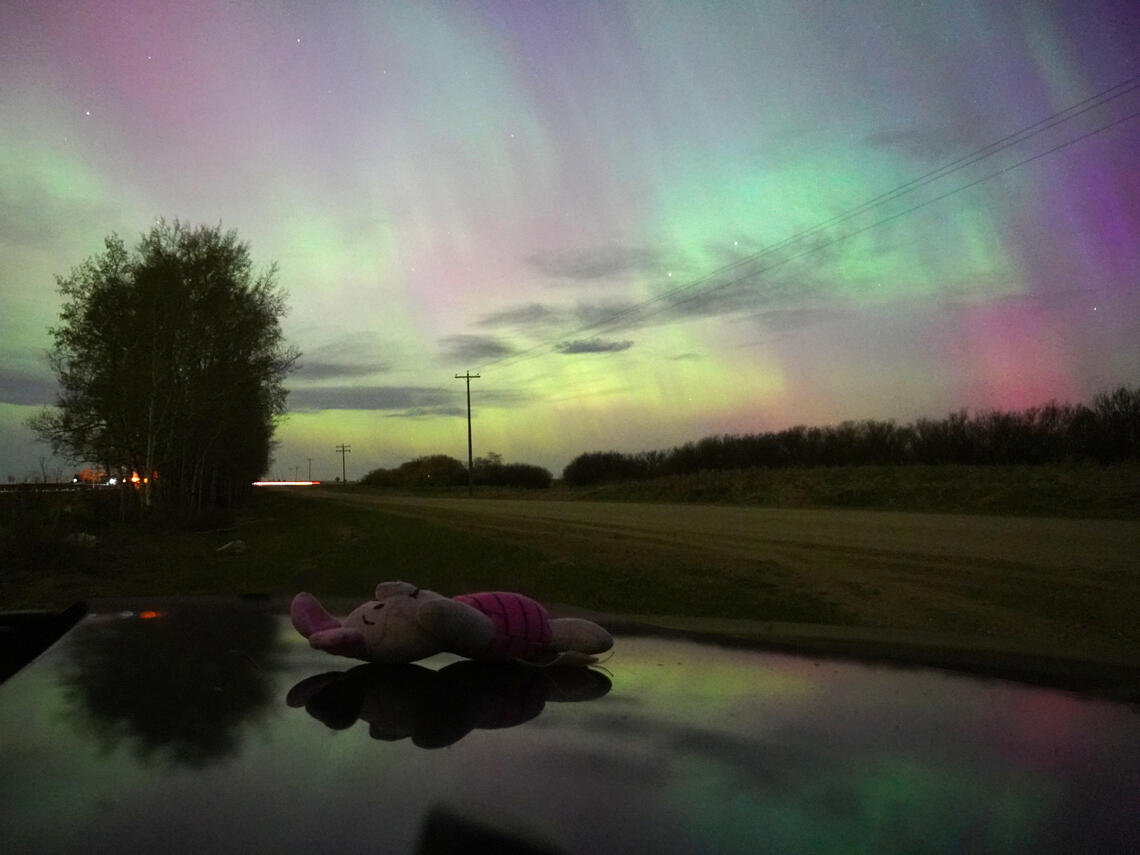 Piglet gazes up and aurora from hood of car