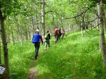 edible plant hike