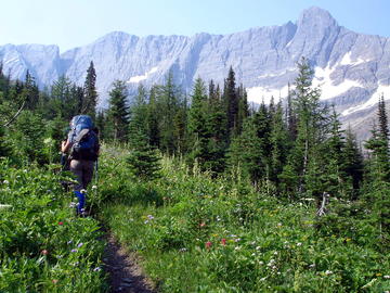 backpacker ascends vegetated slope with trees and then mountains behind