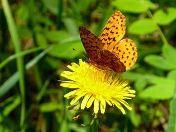 Fritillary on wildflower