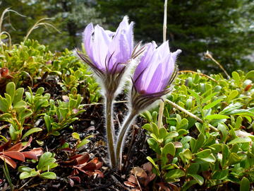 close-up show of pasqueflower backlit by sun and surrounded by kinnickinnick