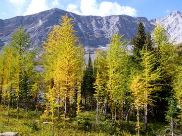 larch in varying shades of green to gold against mountain backdrop