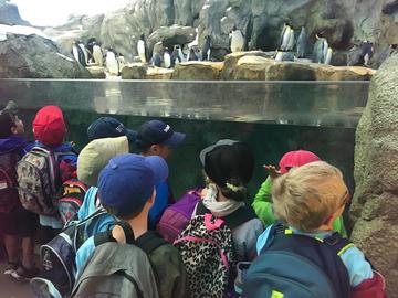 camp penguins zoo