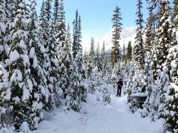 Snowy woods