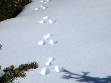 Snowshoe Hare tracks