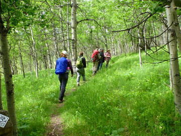 group of people look at trees in spring forest