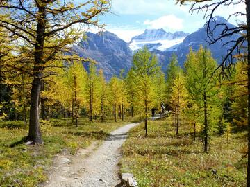 trail winds through larch trees with mountain beyond